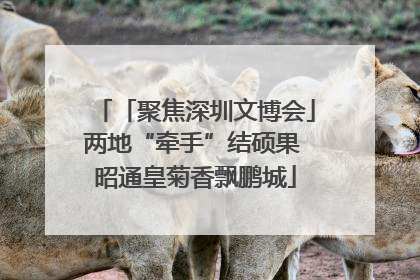 「聚焦深圳文博会」两地“牵手”结硕果 昭通皇菊香飘鹏城