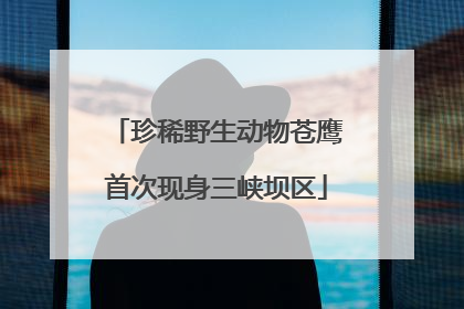珍稀野生动物苍鹰首次现身三峡坝区