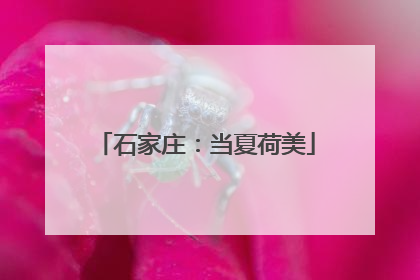 石家庄：当夏荷美
