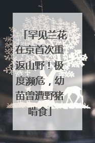 罕见兰花在京首次重返山野！极度濒危，幼苗曾遭野猪啃食