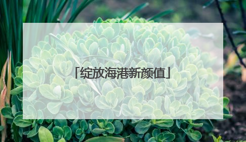绽放海港新颜值