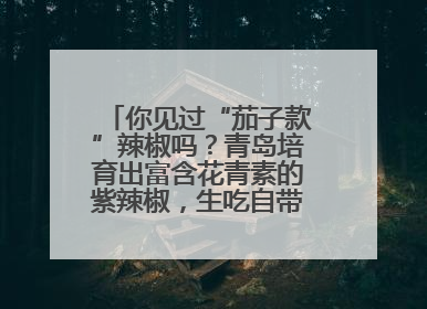 你见过“茄子款”辣椒吗？青岛培育出富含花青素的紫辣椒，生吃自带水果甜