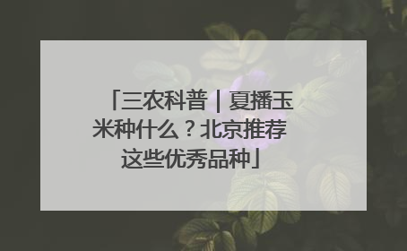 三农科普｜夏播玉米种什么？北京推荐这些优秀品种