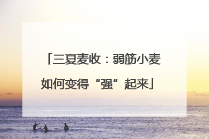 三夏麦收：弱筋小麦如何变得“强”起来