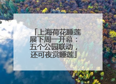 上海荷花睡莲展下周一开幕：五个公园联动，还可夜赏睡莲