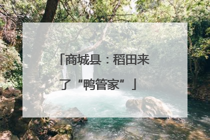 商城县：稻田来了“鸭管家”