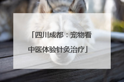 四川成都：宠物看中医体验针灸治疗