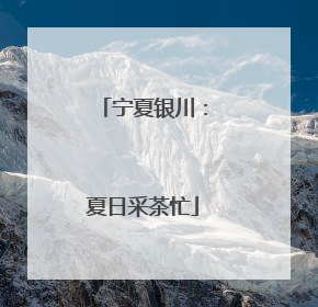 宁夏银川：夏日采茶忙