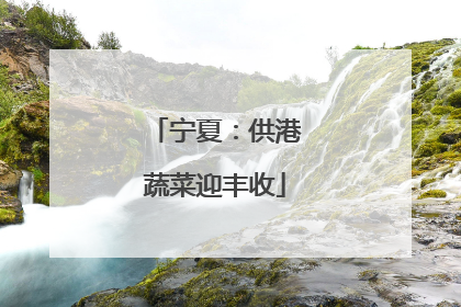 宁夏：供港蔬菜迎丰收