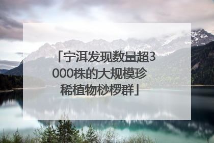 宁洱发现数量超3000株的大规模珍稀植物桫椤群