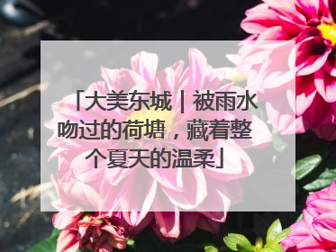 大美东城｜被雨水吻过的荷塘，藏着整个夏天的温柔