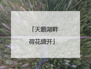 天鹅湖畔荷花盛开
