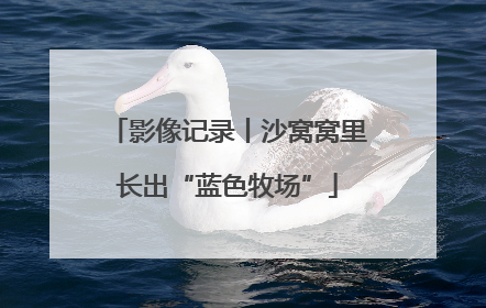 影像记录丨沙窝窝里长出“蓝色牧场”