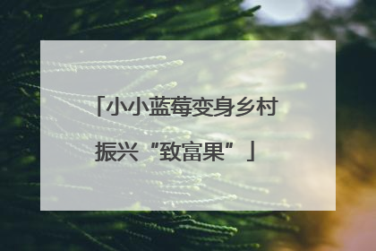 小小蓝莓变身乡村振兴“致富果”