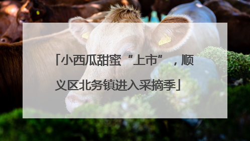 小西瓜甜蜜“上市”，顺义区北务镇进入采摘季