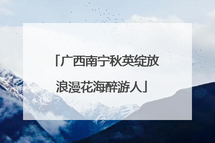 广西南宁秋英绽放 浪漫花海醉游人