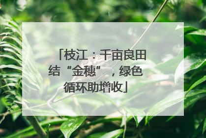 枝江：千亩良田结“金穗”，绿色循环助增收