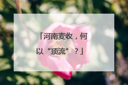 河南麦收，何以“顶流”？