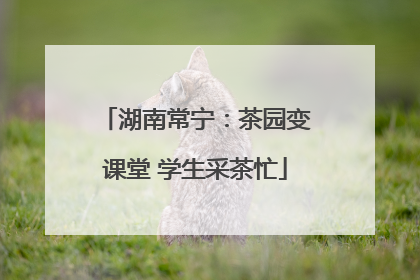湖南常宁：茶园变课堂 学生采茶忙
