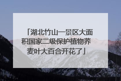 湖北竹山一景区大面积国家二级保护植物荞麦叶大百合开花了