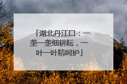 湖北丹江口：一垄一垄细耕耘，一叶一叶精呵护