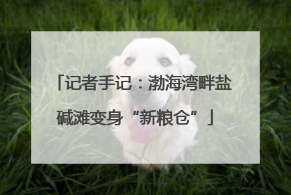 记者手记：渤海湾畔盐碱滩变身“新粮仓”