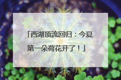 西湖顶流回归：今夏第一朵荷花开了！