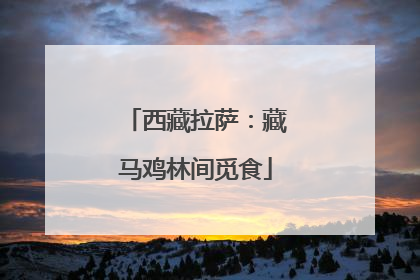 西藏拉萨：藏马鸡林间觅食