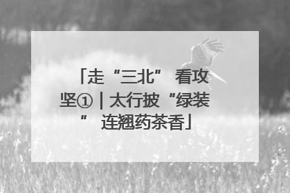 走“三北” 看攻坚①|太行披“绿装” 连翘药茶香