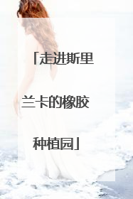 走进斯里兰卡的橡胶种植园