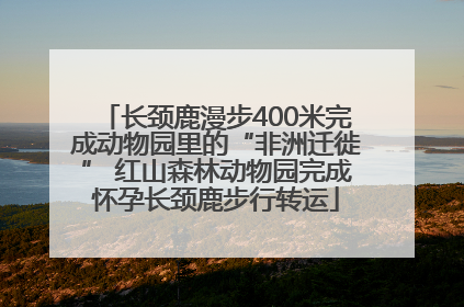 长颈鹿漫步400米完成动物园里的“非洲迁徙” 红山森林动物园完成怀孕长颈鹿步行转运