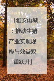 雅安雨城：推动生猪产业实现规模与效益双重跃升